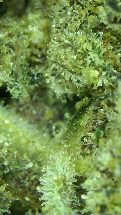 Grape Bubbelgum Topskud 30% THC-A excotic indoor strain Mikroskop