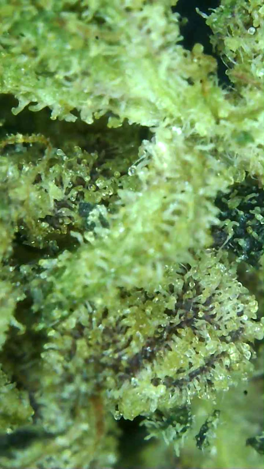 10 Grape Bubbelgum Topskud 30% THC-A 