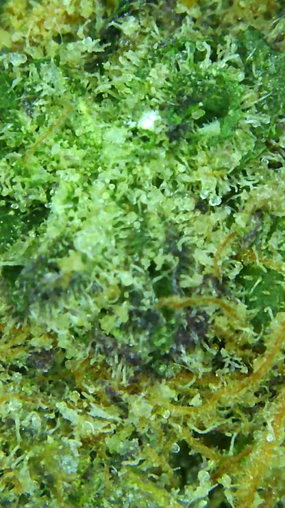 10g Grape Bubbelgum Topskud 30% THC-A excotic indoor strain Mikroskop billed