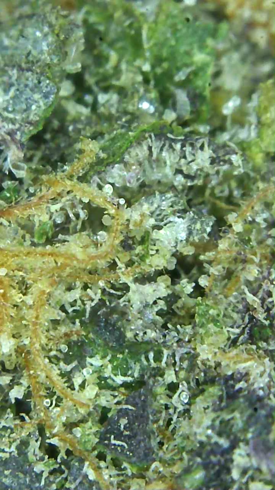 Grape Bubbelgum 30% THC-A Topskud excotic indoor strain Mikroskop