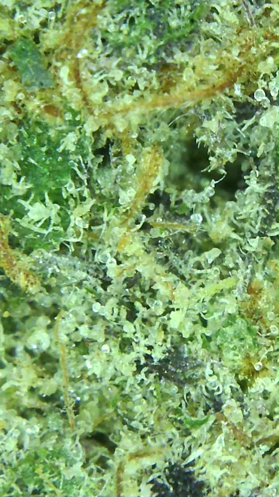 Grape Bubbelgum 30% THC-A Topskud excotic indoor strain Mikroskop