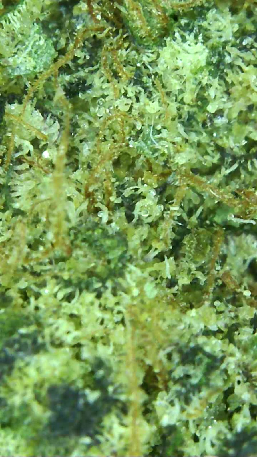THC-A Sherp Cake topskud Mikroskop 