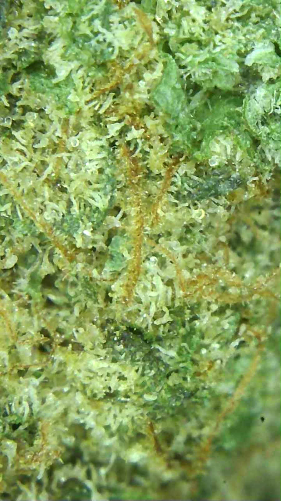 THC-A Sherp Cake topskud Mikroskop 