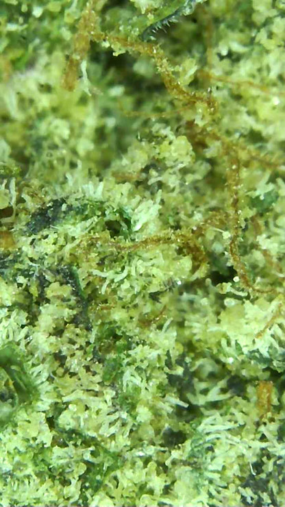 THC-A Sherp Cake topskud Mikroskop 