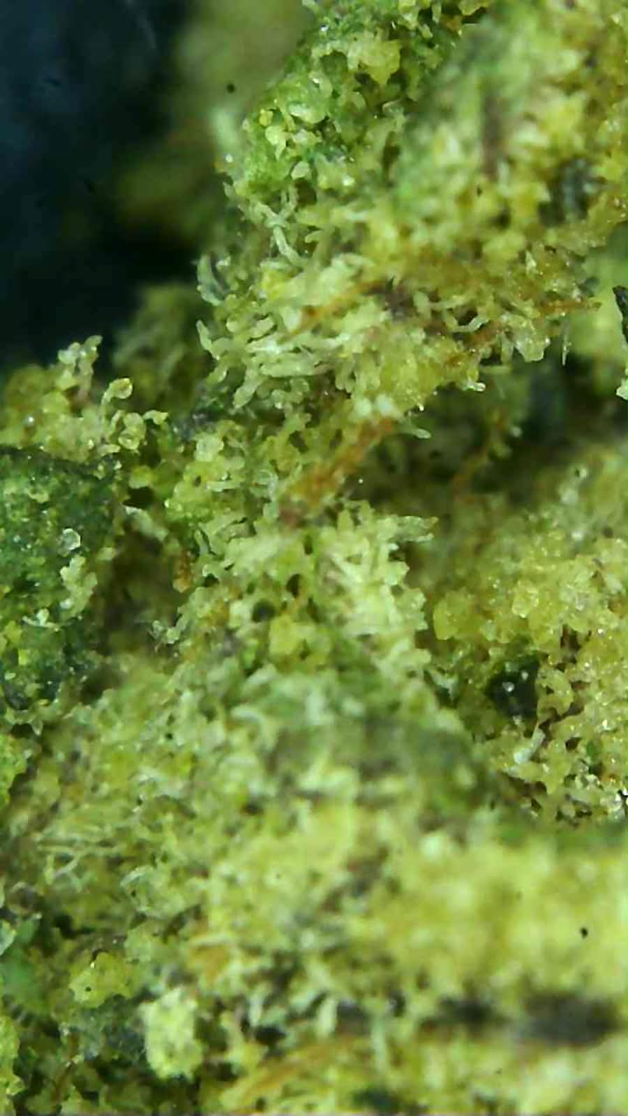 Grape Bubbelgum 30% THC-A Topskud excotic indoor strain Mikroskop